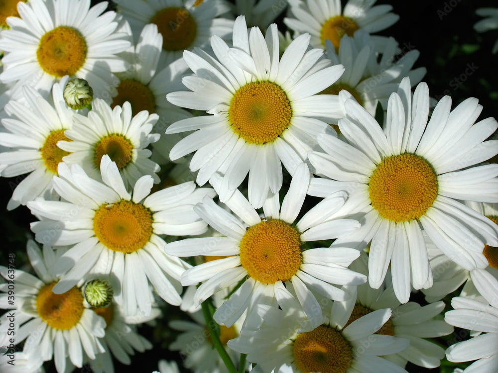 Fototapeta premium Daisy meadow