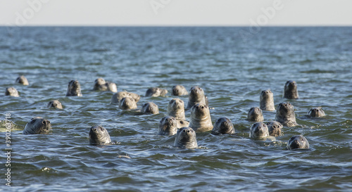 Group of seals watching visitors on sea photo