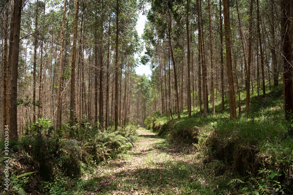 Fototapeta premium path in the woods
