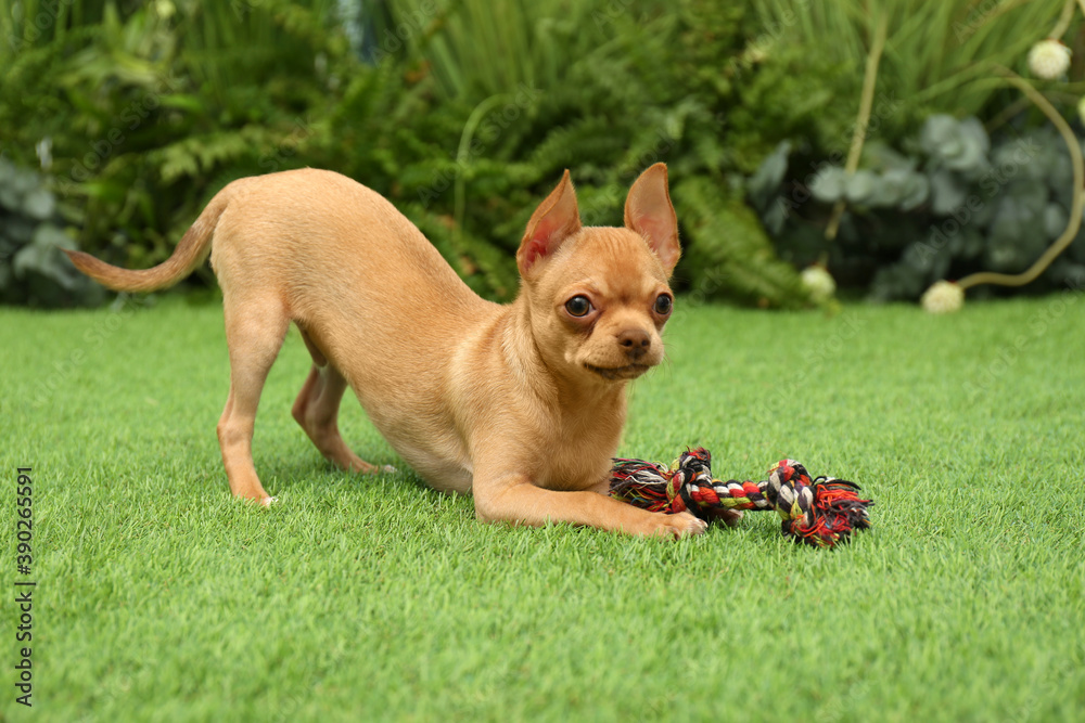 Cute Chihuahua puppy playing with toy on green grass outdoors. Baby animal