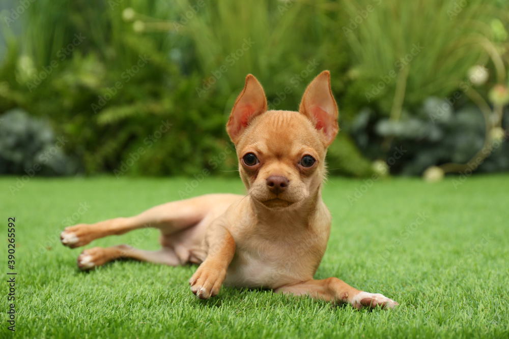 Cute Chihuahua puppy lying on green grass outdoors. Baby animal