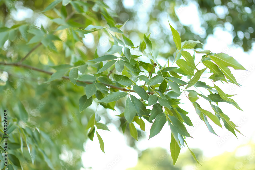 Beautiful tree branch with green leaves outdoors, closeup Beautiful tree branch with green leaves outdoors, closeup
