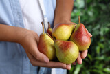 Farmer holding fresh ripe pears outdoors, closeup