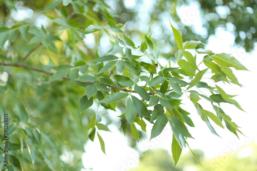 Beautiful tree branch with green leaves outdoors, closeup