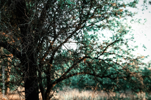 Fototapeta Naklejka Na Ścianę i Meble -  Tree with leafless branches outdoors, closeup. Fantasy forest