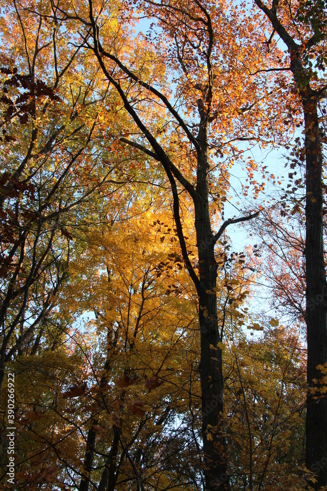 autumn trees in the park