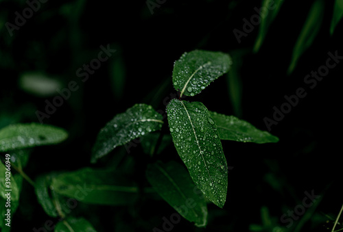 Droplets of water, on green leaves, after rain, on a summer day.  © magda