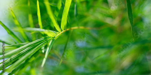 close up of green bamboo leaves in the rainforest