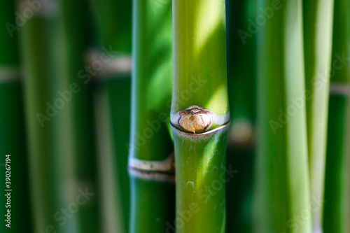 close up of green bamboo sticks in the rainforest