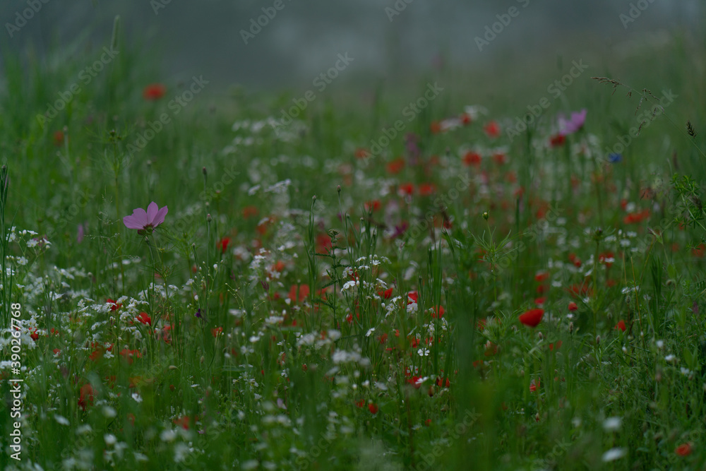 Green meadow on a foggy summer morning, white and red wildflowers. Green meadow on a foggy summer morning, white and red wildflowers.