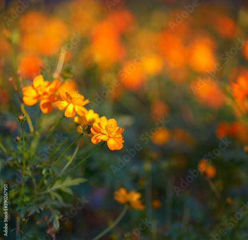 Tagetes flowers