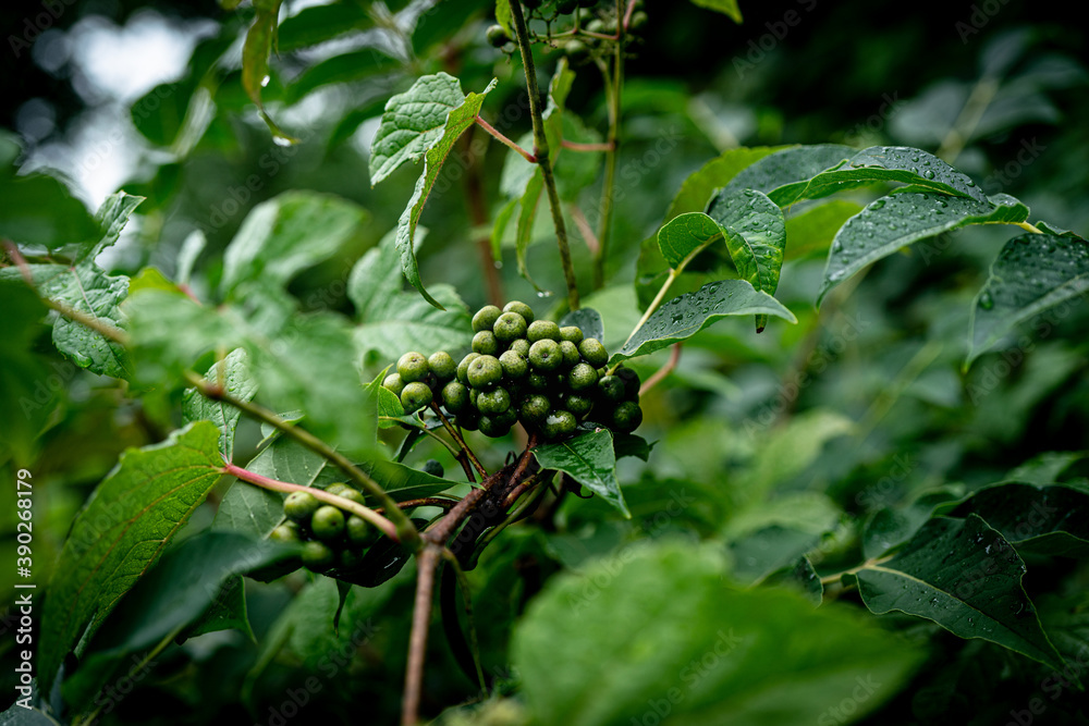 Green plants - leaves, branches, flowers, on a summer day. Green plants - leaves, branches, flowers, on a summer day.