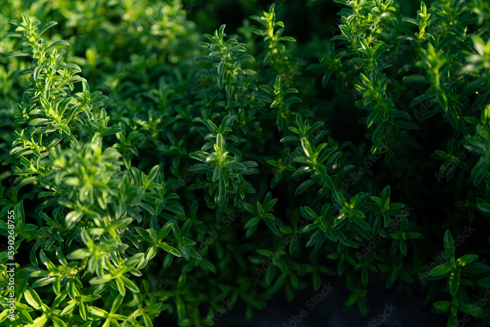 Green color block: plants and flowers, on a summer day. Green color block: plants and flowers, on a summer day.