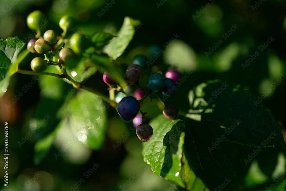 Green color block: plants and flowers, on a summer day. Green color block: plants and flowers, on a summer day.