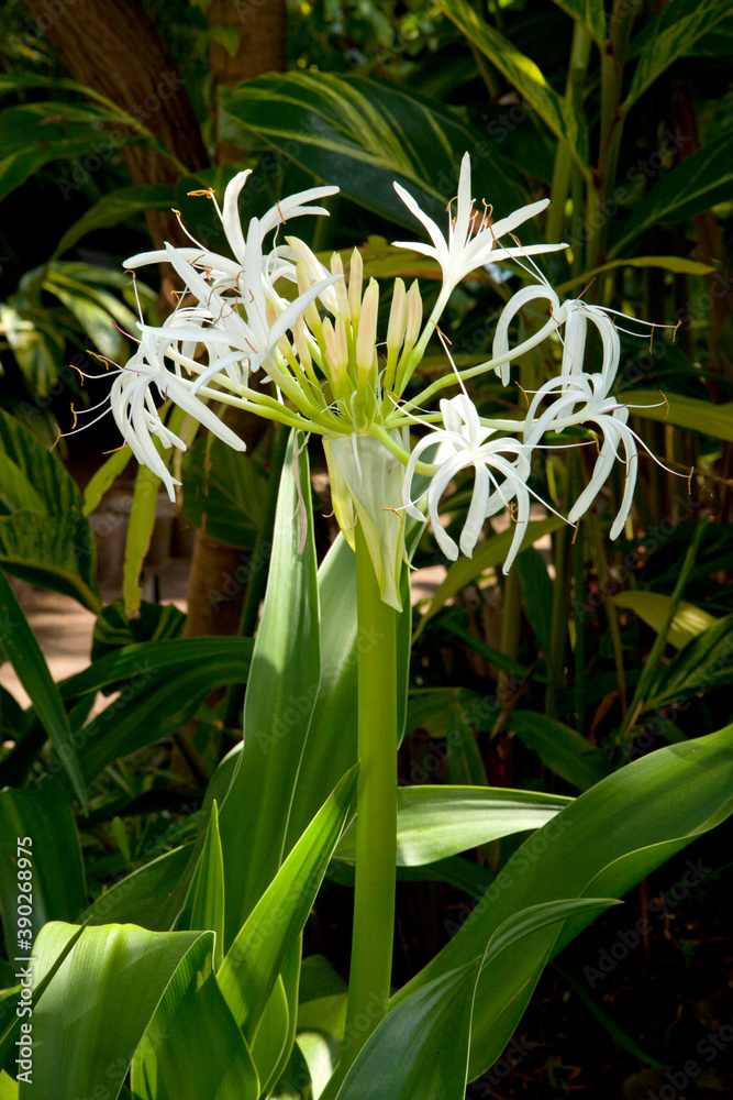 Obraz premium ハマユウ