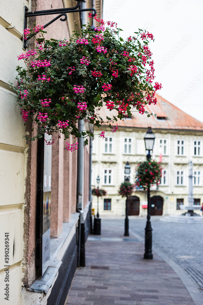 Some beautiful flowers on a street in Ljubljana Old Town, Slovenia