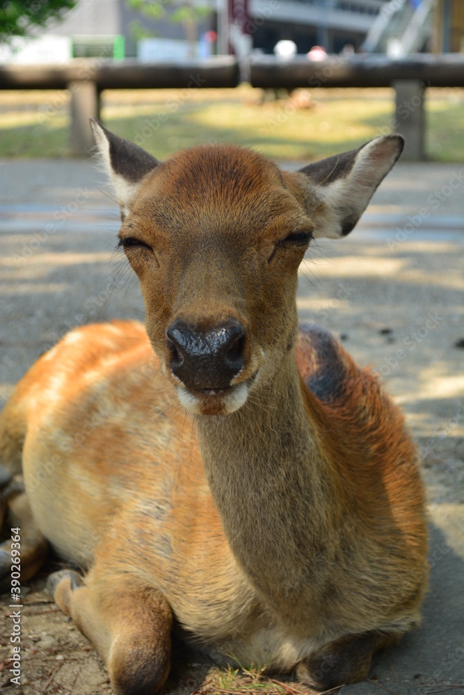 Fototapeta premium まったりする鹿