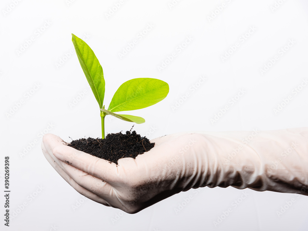 Hand of researcher woman wear rubber gloves holding young green plant with fertile black soil on palm to agriculture or planting isolated on white, Concept of save earth and hands ecology environment Hand of researcher woman wear rubber gloves holding young green plant with fertile black soil on palm to agriculture or planting isolated on white, Concept of save earth and hands ecology environment