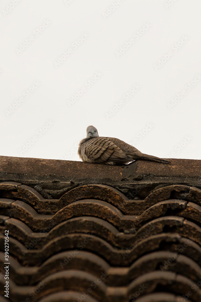 Obraz premium view of a zebra dove bird in nature