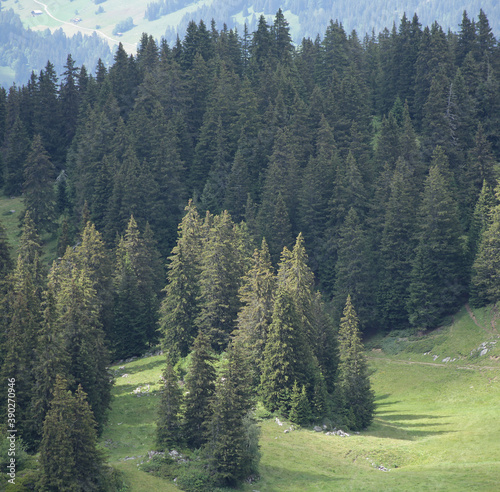 Forest Trees