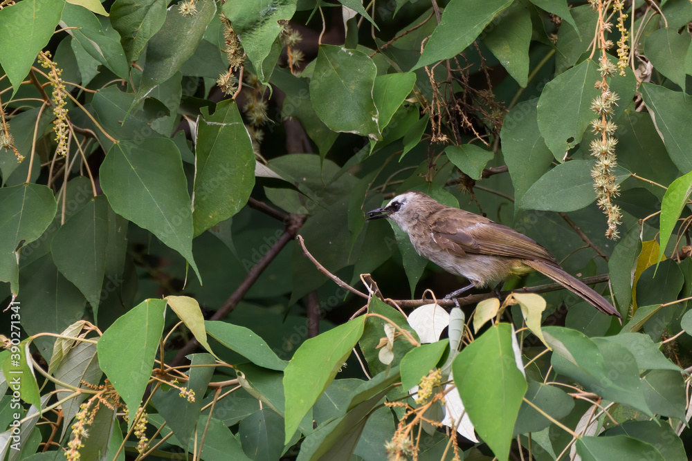 Fototapeta premium bulbul bird perched on a twig in nature