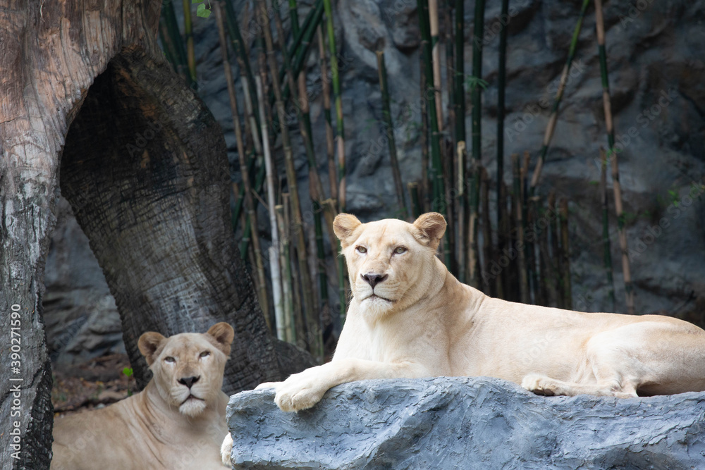 A large female white lion lounging on a rock. A large female white lion lounging on a rock.