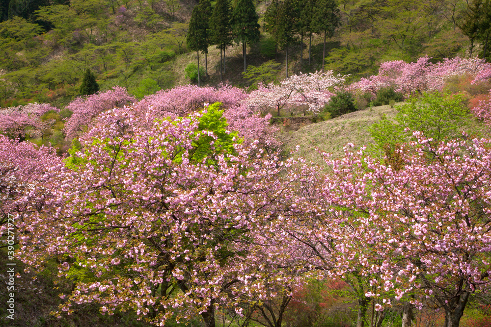 さくらの里　八重桜