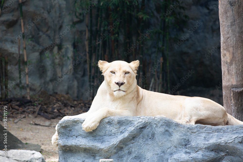 A large female white lion lounging on a rock. A large female white lion lounging on a rock.