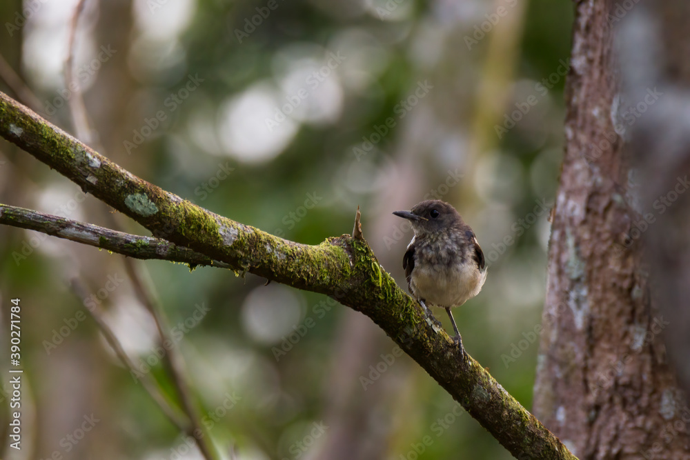 Fototapeta premium oriental magpie-robin perch on the branch