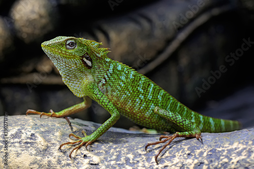 Canvas Print A green crested lizard (Bronchocela jubata) is sunbathing before starting his daily activities