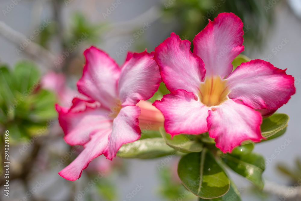 pink desert flower pink desert flower