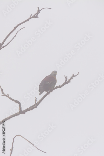 dove bird in fog environment