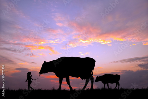 夕陽を背景に草原の牧場で牛の親子を曳く女の子のシルエット