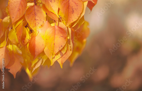 Ruddy apricot leaves in a gentle autumn haze in the partial shade of the tree. Selective focus, close-up. photo