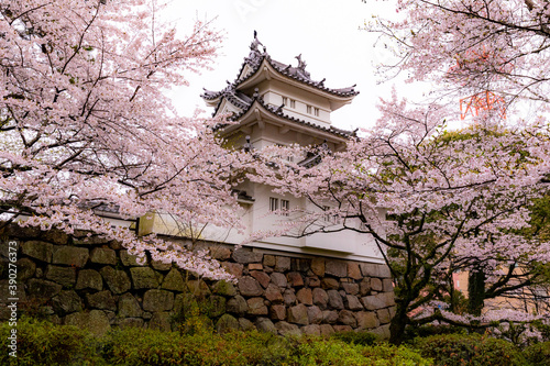 桜と津城