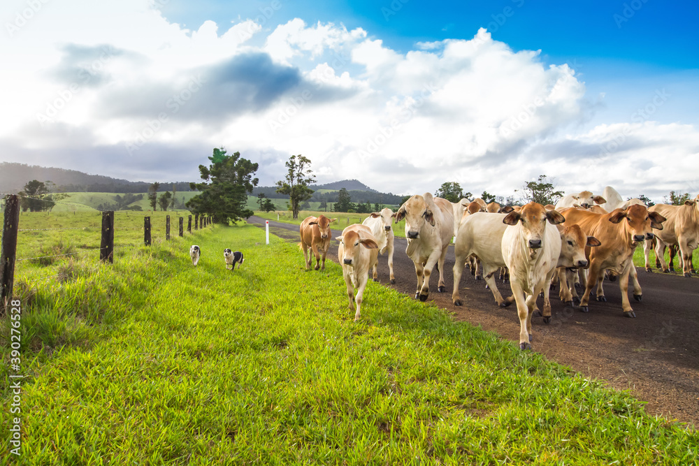 Obraz premium Brahman Cattle Being Herded Along The Road