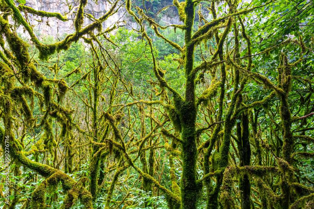 Fototapeta premium Relict boxwood forest, a historical conservation Park, in a mountain canyon .