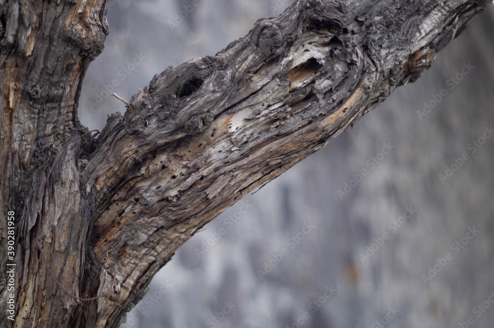 Obraz premium tree bark