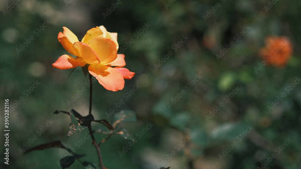 orange rose flower in the garden with negative space orange rose flower in the garden with negative space
