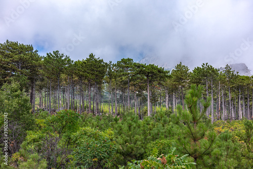 Green pine forest on the mountainside. High rocky mountains with forested slopes and peaks hidden in the clouds.