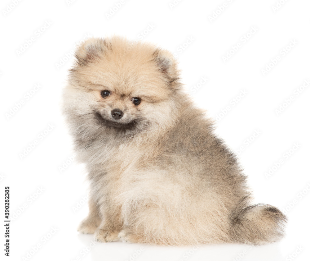 Obraz premium Pomeranian spitz sits in side view. Isolated on white background