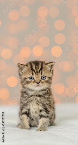 Cute tabby kitten sits and and looks at camera on festive background. Empty space for text © Ermolaev Alexandr