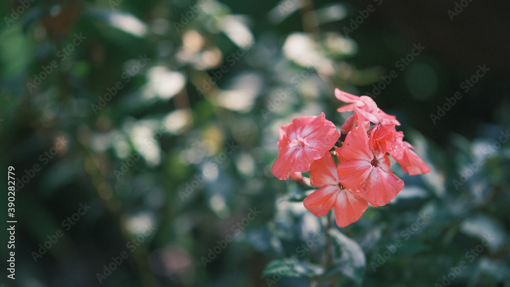 Obraz premium red flower in the garden