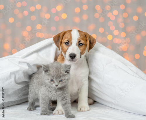 Jack russell terrier puppy and cute kitten sit together under warm blanket on festive background © Ermolaev Alexandr