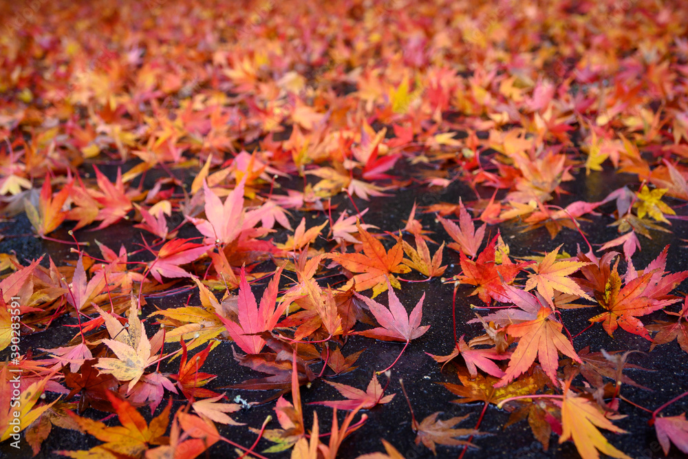 Closeup of small maple leaves in red, yellow, and orange, fallen on an asphalt driveway
Closeup of small maple leaves in red, yellow, and orange, fallen on an asphalt driveway