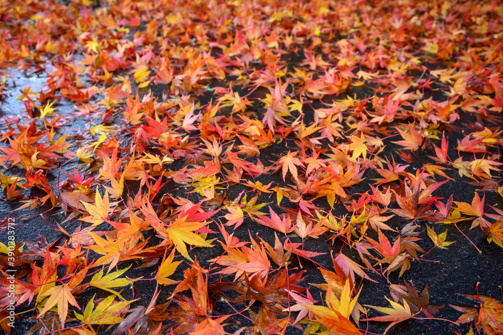 Fall color, small maple leaves in red, yellow, and orange, fallen on an asphalt driveway, as a nature background
Fall color, small maple leaves in red, yellow, and orange, fallen on an asphalt driveway, as a nature background