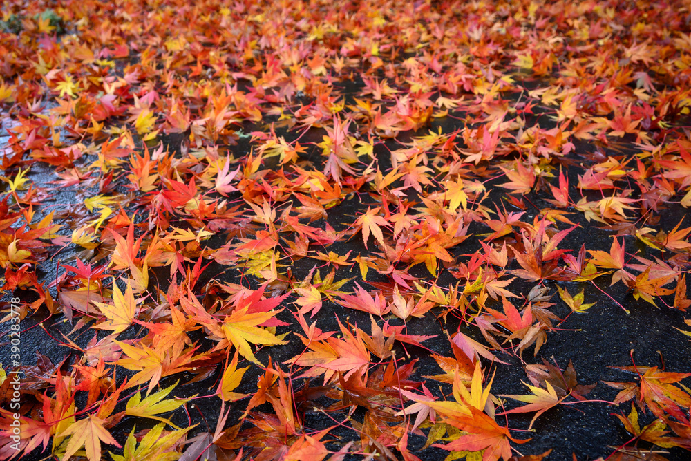 Fall color, small maple leaves in red, yellow, and orange, fallen on an asphalt driveway, as a nature background
Fall color, small maple leaves in red, yellow, and orange, fallen on an asphalt driveway, as a nature background