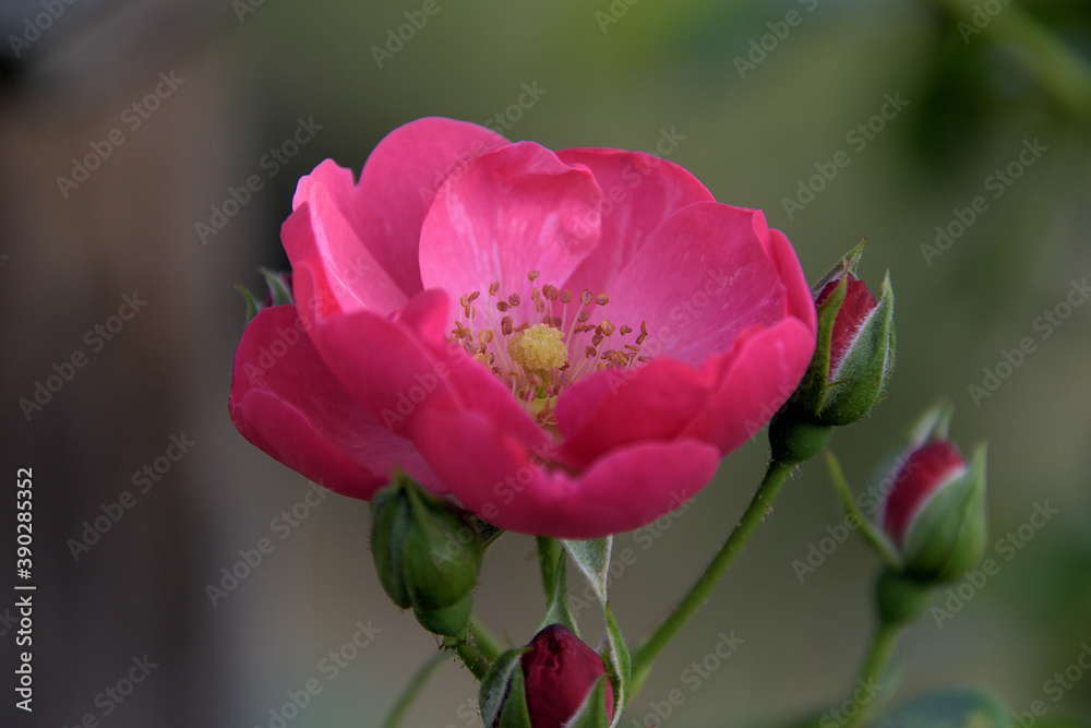 ピンク色の小さな花を咲かせた、アンジェラという名前の蔓バラ