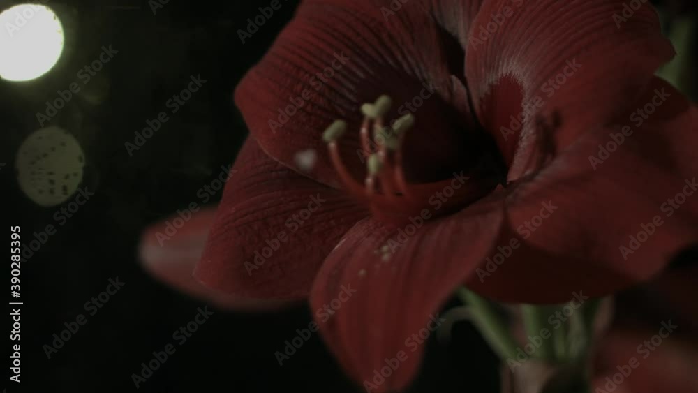 Close up of a amaryllis blossom at night at a window with street lights and cars driving in the background. Racking Focus. Shot in 4K.