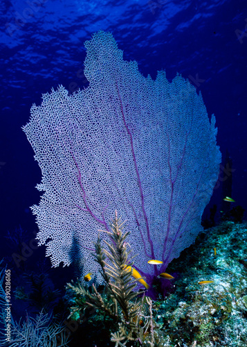 Purple Sea Fan, Gorgonia ventalina,  photo